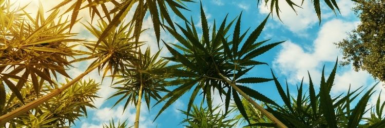Kolekcjonerskie nasiona Cannabis 