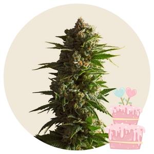 Tropicana Weddingcake Autoflower od Growers Choice - kolekcjonerskie nasiona marihuany na Ganja Farmer