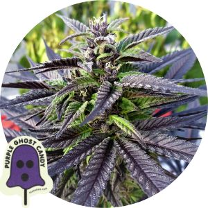 Purple Ghost Candy od Seedsman