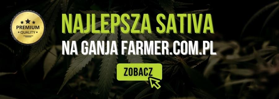 Najlepsze nasiona Sativa - GanjaFarmer.com.pl