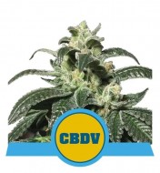 Royal CBDV Automatic