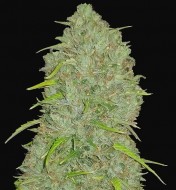 Original Auto Jack Herer