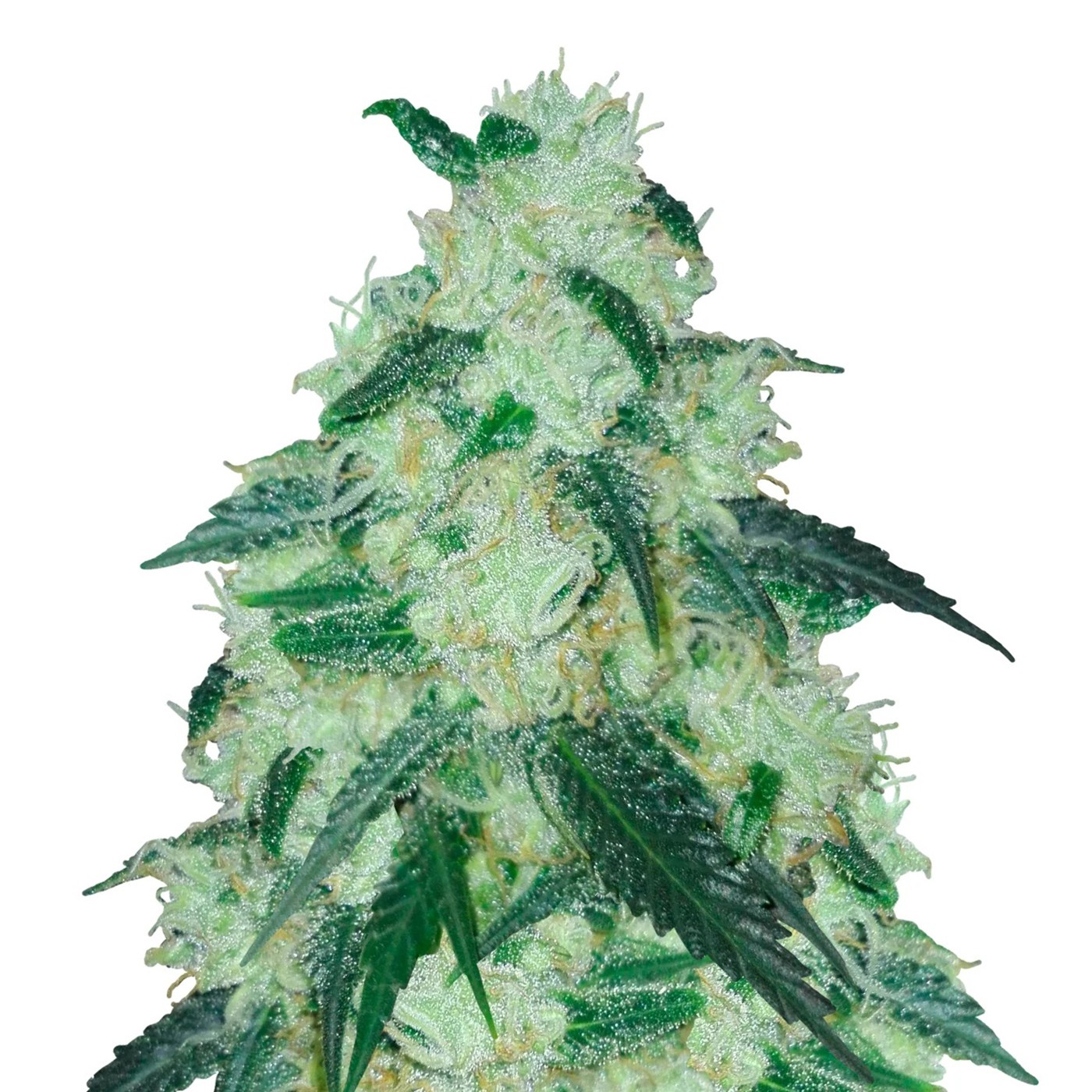 Cheese - Dutch Genetics