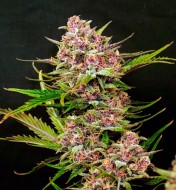 Purple OG Punch Auto