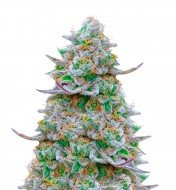 Gorilla Zkittlez Auto