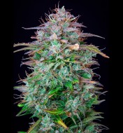 AK 2.0 XL Auto - Ganja Farmer Seeds (BONUS)