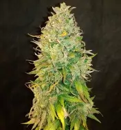 Amnesia Haze - Ganja Farmer Seeds (BONUS)