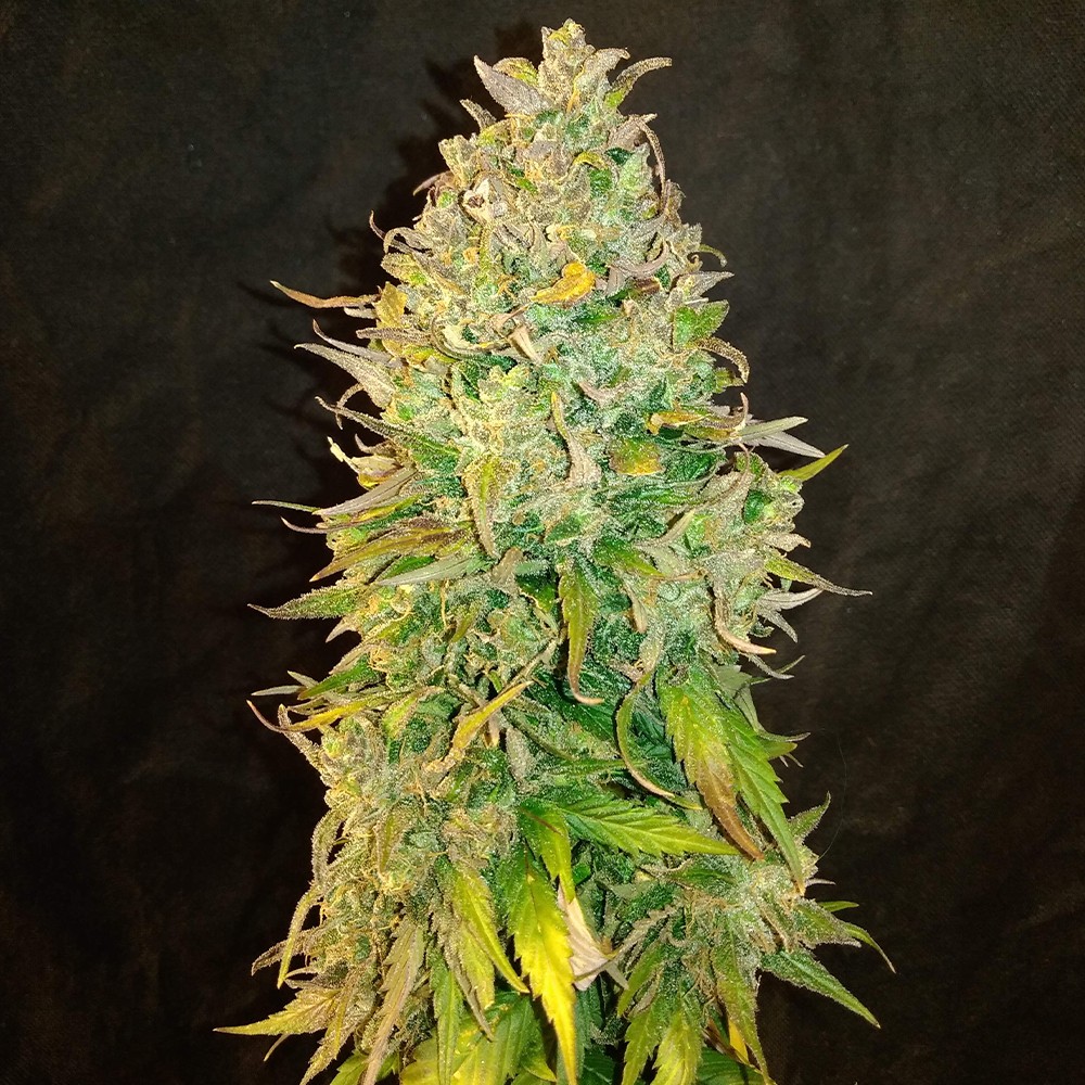 Amnesia Haze - Ganja Farmer Seeds (BONUS)