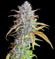 Strawberry Banana Purps Auto