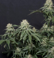 Tropicana Cookies FF