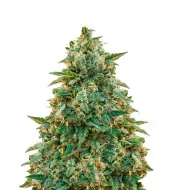 Amnesia Haze - Dutch Genetics (BONUS)