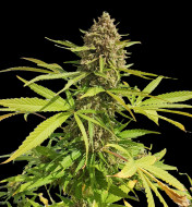 Gorilla Cookies Fast