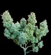 Devil XL Auto - Ganja Farmer Seeds (Bonus)