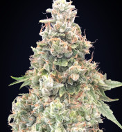 California Kush Fast