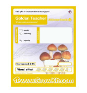 Growkit Golden Teacher Grzyby