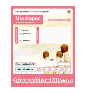 Growkit Mazatapec Grzyby