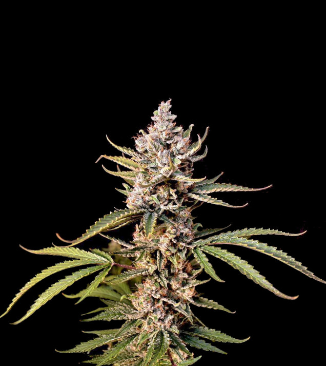 Skywalker OG Gelato Auto - BONUS