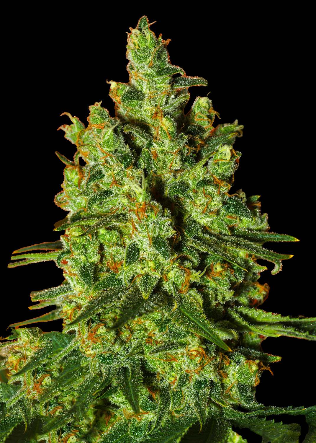 OG Kush Fast Version - Ganja Farmer Seeds