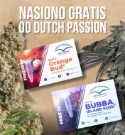Dutch Passion PROMO 3+1, 5+1, 7+1, 10+1