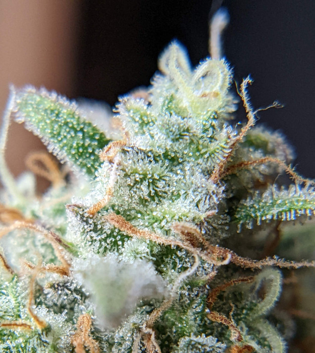 Skywalker OG Gelato Auto - BONUS