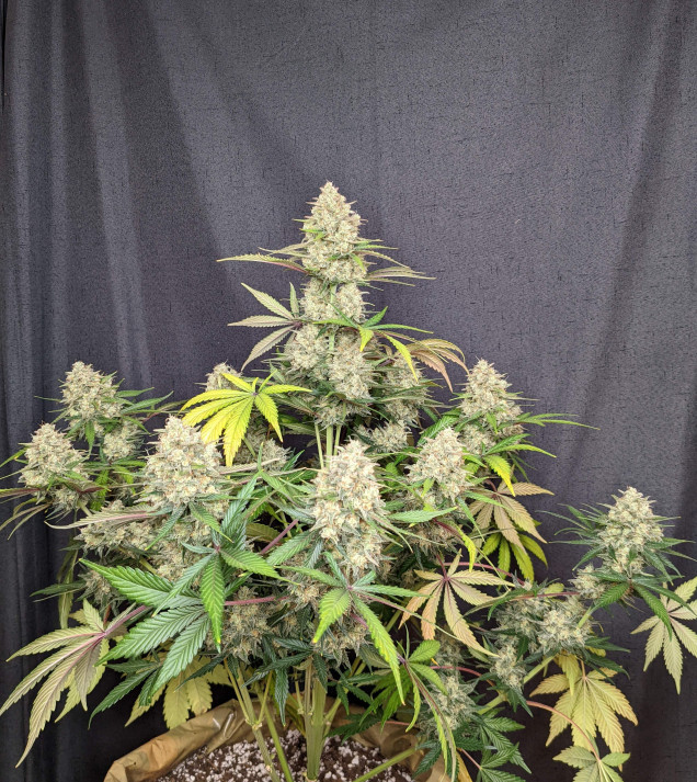 Skywalker OG Gelato Auto - BONUS