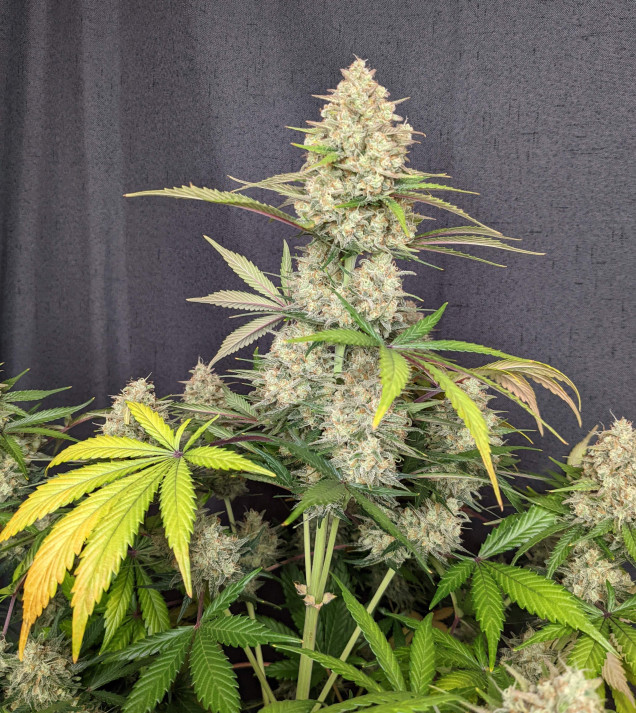Skywalker OG Gelato Auto - BONUS