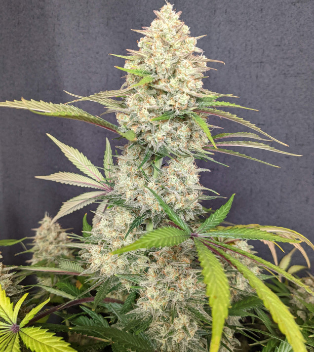 Skywalker OG Gelato Auto - BONUS