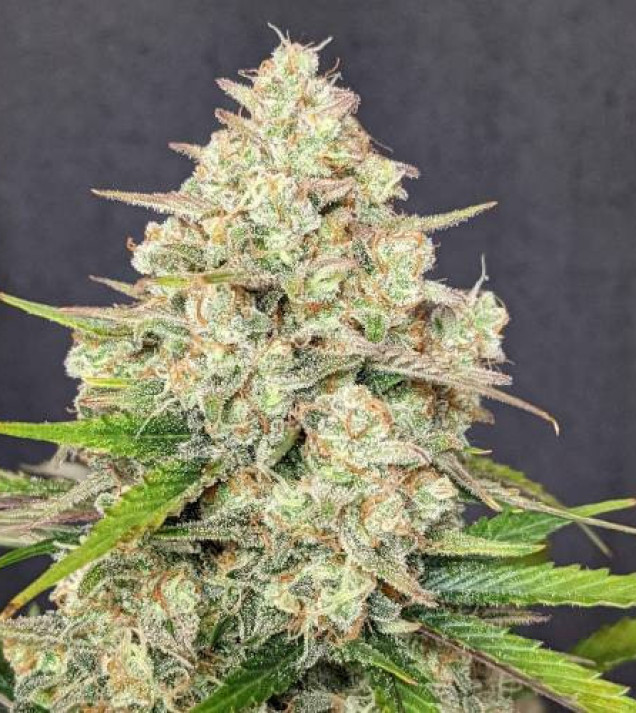 Skywalker OG Gelato Auto - BONUS