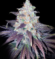Bruce Banner x White Russian
