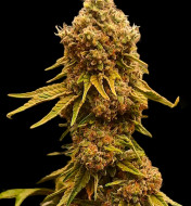 Peanut Butter Breath