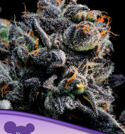 Auto Blueberry Banana