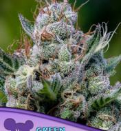 Green Apple Juice Auto