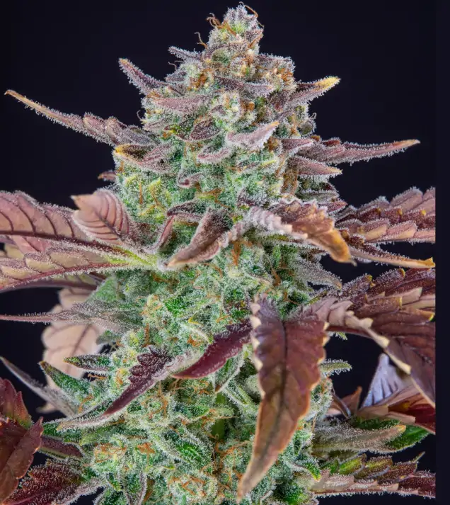 Gorilla Cookies Auto - Ganja Farmer Seeds