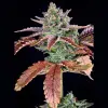Gorilla Cookies Auto - Ganja Farmer Seeds