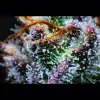 Gorilla Cookies Auto - Ganja Farmer Seeds