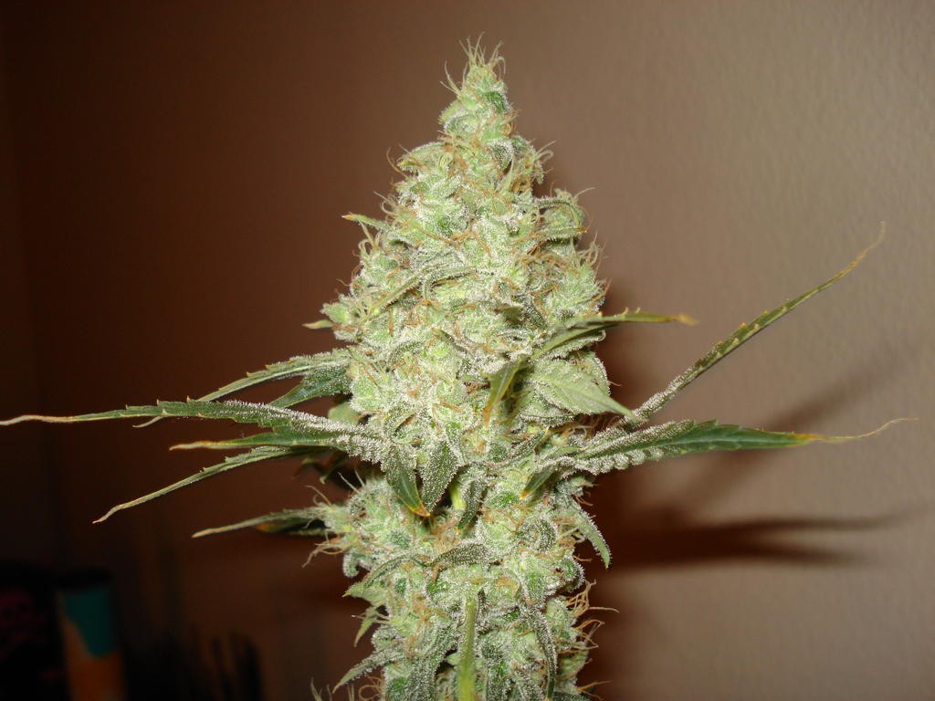 White Russian - Bulk Feminized Seeds