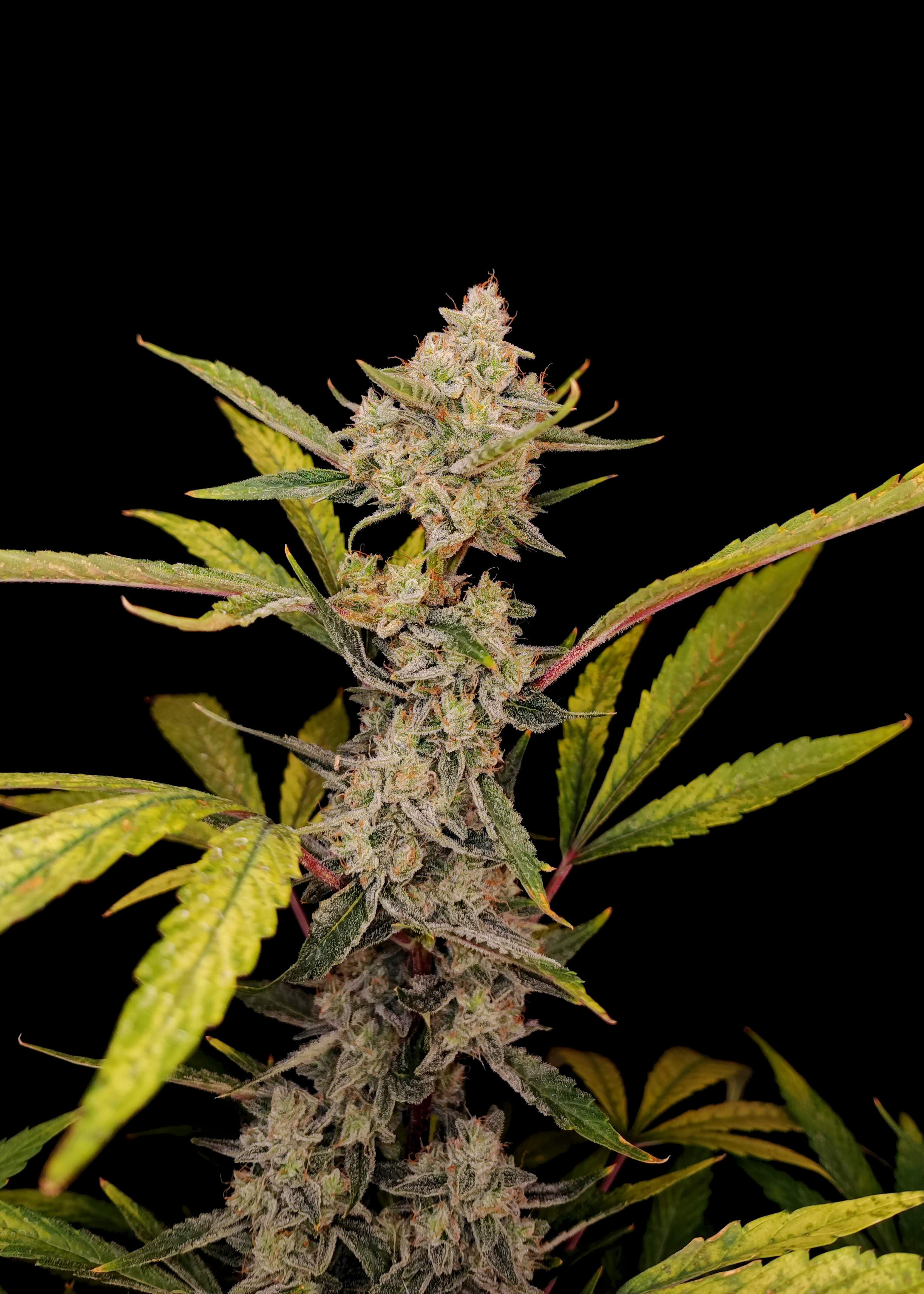 Red Gorilla Cookies Auto - Ganja Farmer Seeds