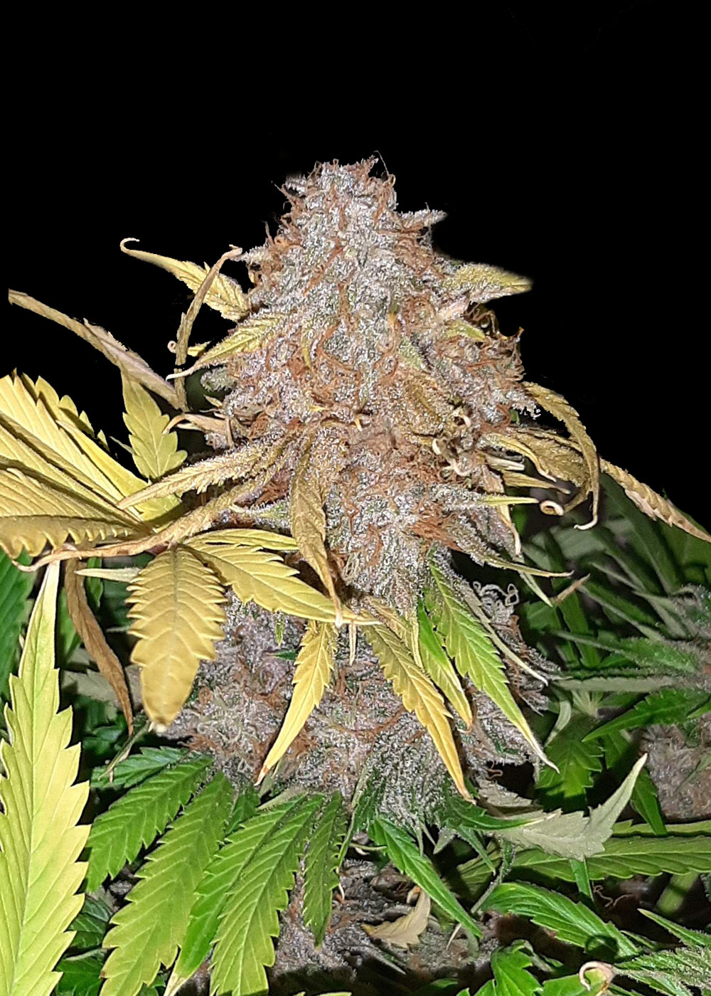 Apricot Gorilla Auto - Ganja Farmer Seeds