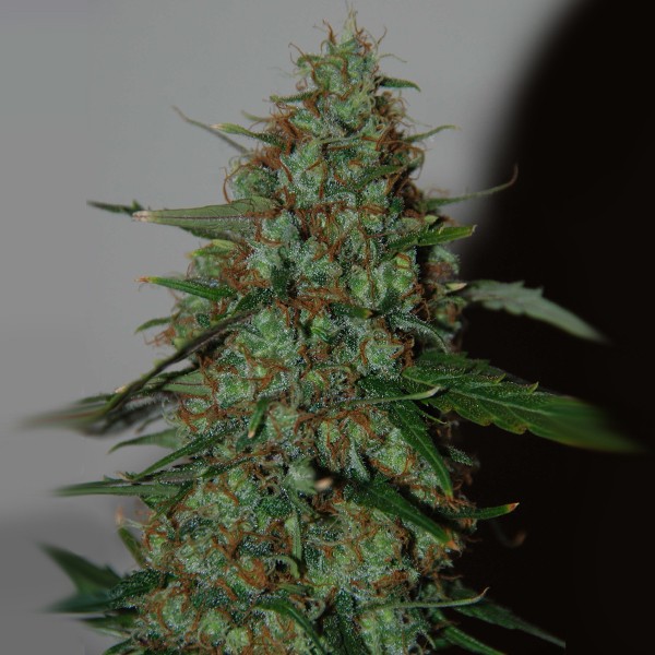 Auto Thailand Sativa - Bulk Feminized Seeds