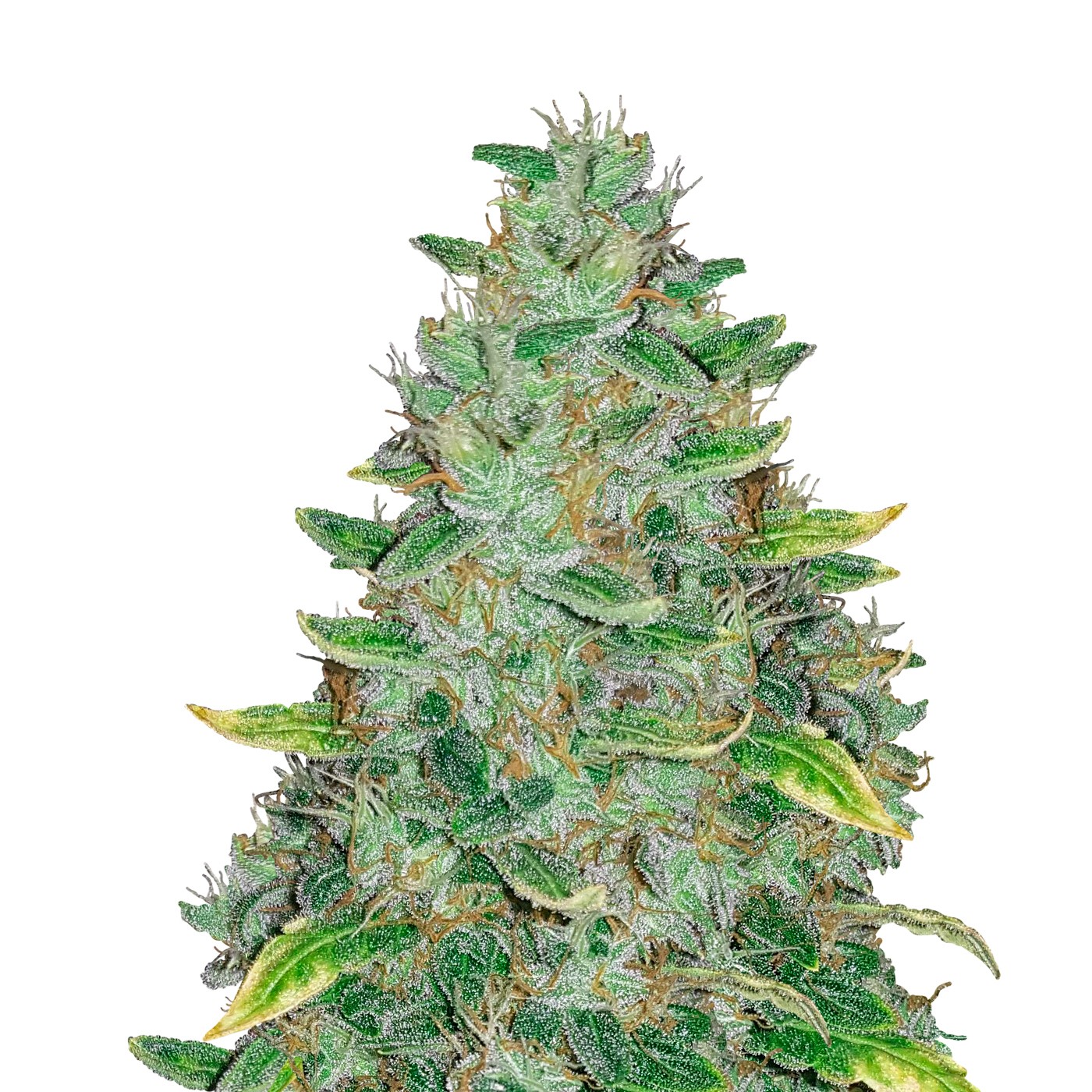 AK Auto - Dutch Genetics