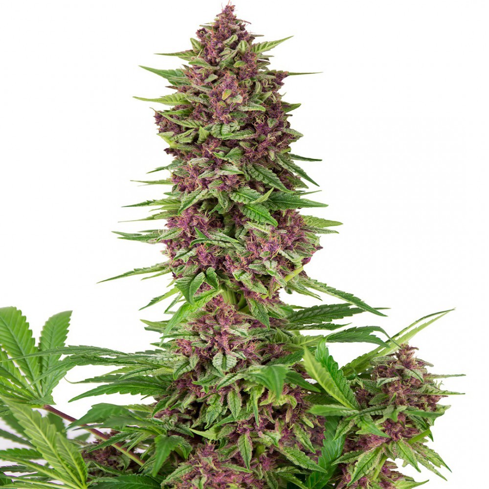 Buddha Purple Kush WYPRZEDAŻ