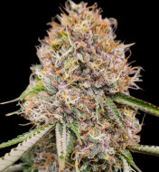 Mimosa Zkittlez Fast