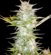 Mandarine Auto