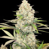 Skywalker OG Gelato Auto - BONUS