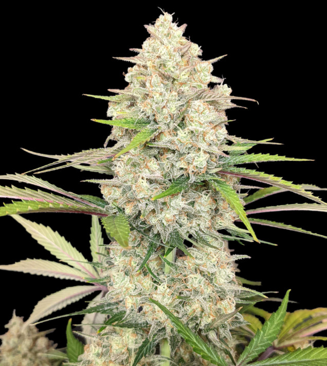 Skywalker OG Gelato Auto - BONUS