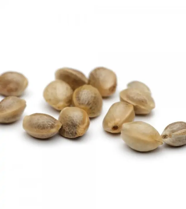 Lemon Muffin Fast - Ganja Farmer