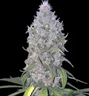 Lemon Muffin Fast - Ganja Farmer