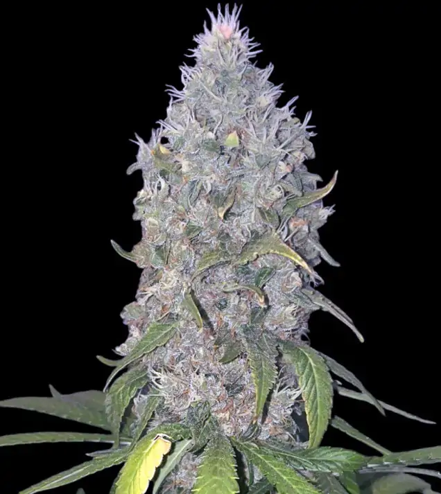 Lemon Muffin Fast - Ganja Farmer