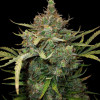 Critical 2.0 Auto - Ganja Farmer