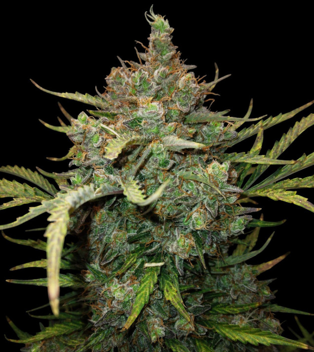 Critical 2.0 Auto - Ganja Farmer